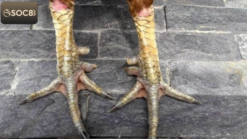 Vảy Gà Quý - Phân Biệt Để Biết Cách Chọn Chiến Kê Tại Soc88 3 Chiến kê sở hữu vảy gà quý được ưa chuộng nhiều