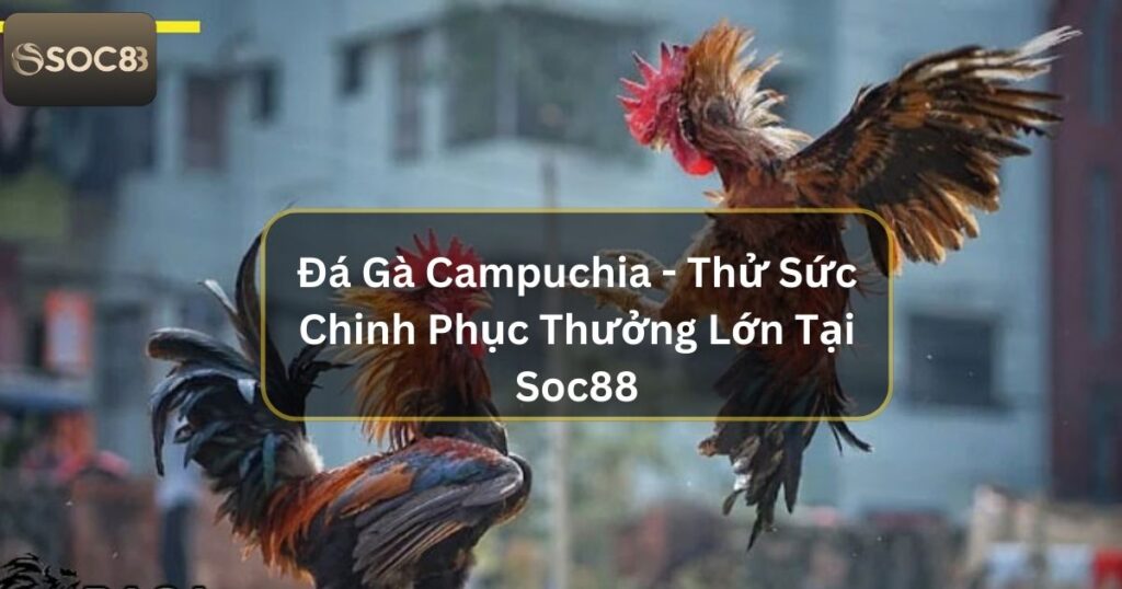 Đá Gà Campuchia - Thử Sức Chinh Phục Thưởng Lớn Tại Soc88 1 Đá Gà Campuchia - Thử Sức Chinh Phục Thưởng Lớn Tại Soc88