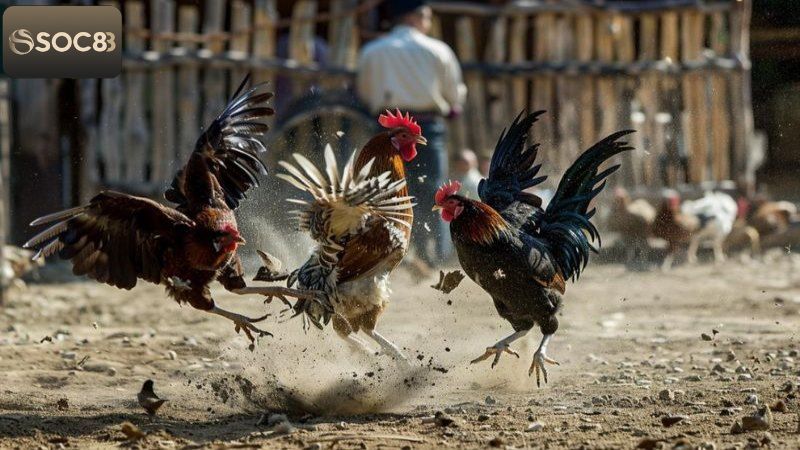 Đá Gà Campuchia - Thử Sức Chinh Phục Thưởng Lớn Tại Soc88 2 Tìm hiểu về hình thức đá gà đặc biệt