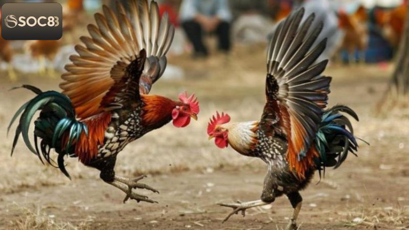 Khái quát về trò chơi đá gà độc đáo