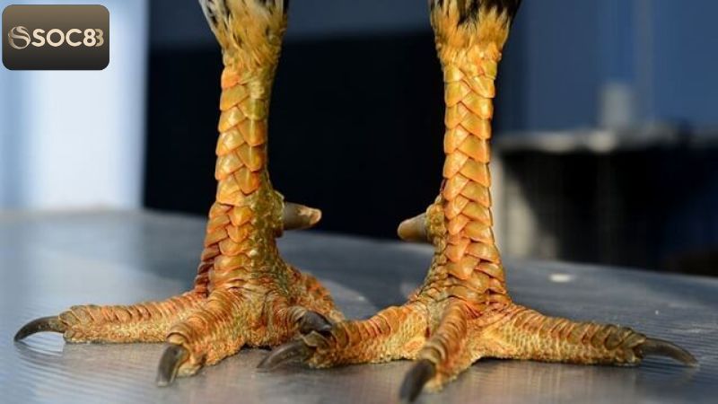 Vảy Gà Quý - Phân Biệt Để Biết Cách Chọn Chiến Kê Tại Soc88 2 Giới thiệu cơ bản thông tin nổi bật về vảy gà