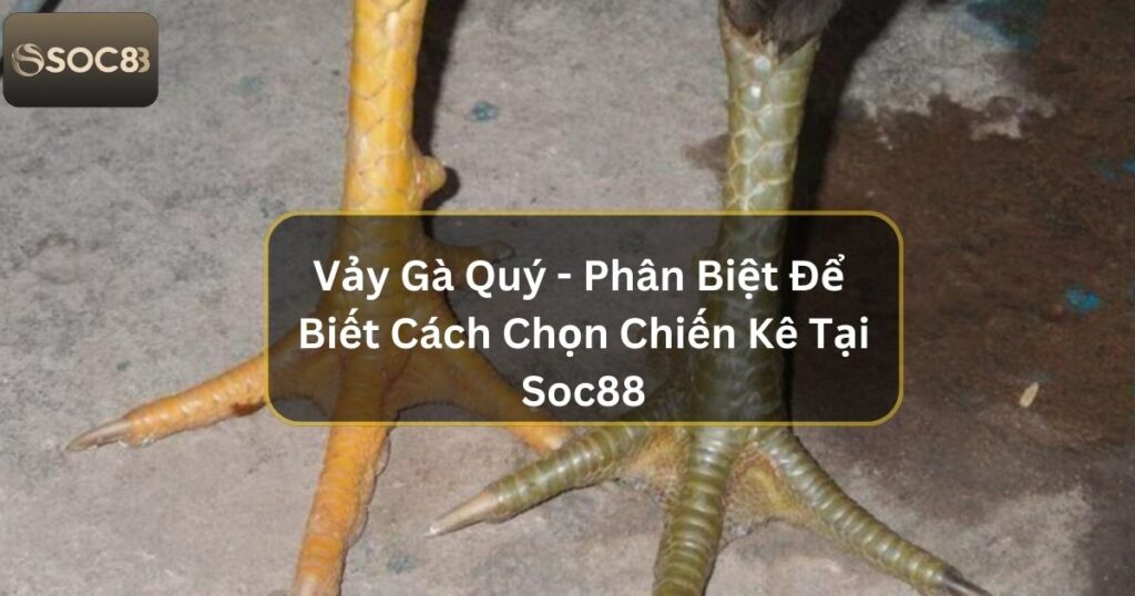 Vảy Gà Quý - Phân Biệt Để Biết Cách Chọn Chiến Kê Tại Soc88 1 Vảy Gà Quý - Phân Biệt Để Biết Cách Chọn Chiến Kê Tại Soc88