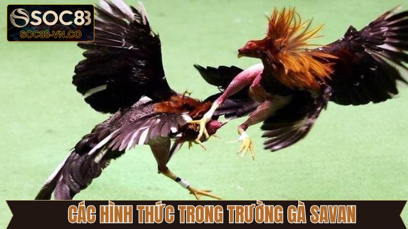 Hình thức đá gà nổi tiếng tại Savan 