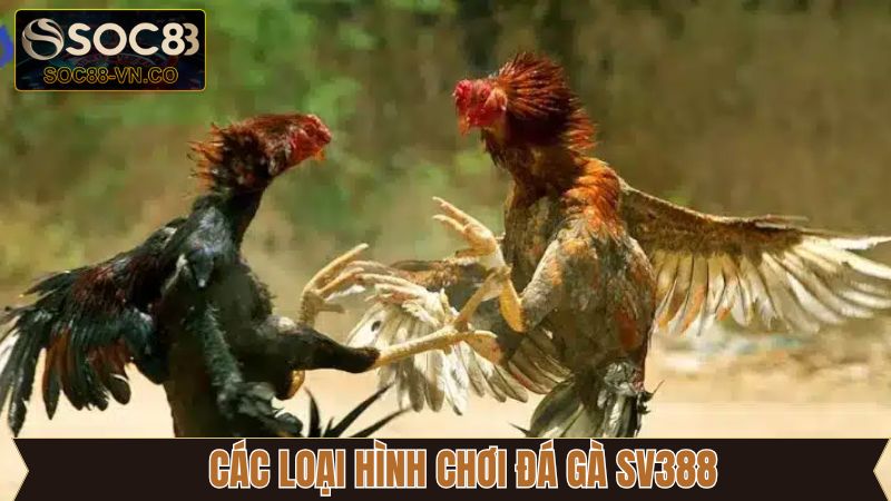 Tổng hợp một vài loại hình đá gà hấp dẫn và đặc sắc 