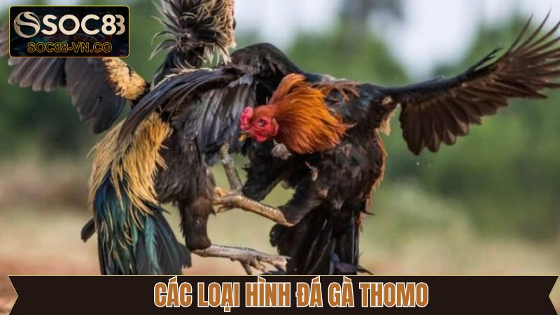 Tìm hiểu các hình thức đá gà Thomo đang được ưa chuộng
