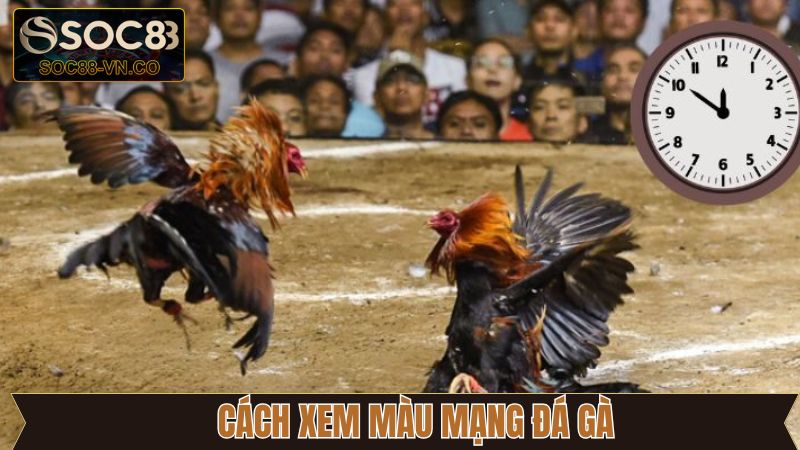 Kinh nghiệm vận dụng màu mạng đá gà