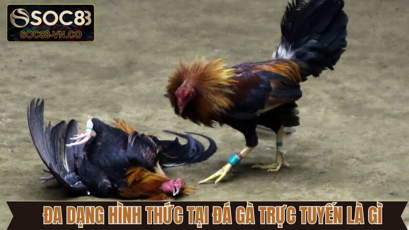 Đá Gà Trực Tuyến Là Gì? Hé Lộ Những Loại Hình Có Tại Soc88 3 Đá gà trực tuyến là gì với đa dạng hình thức độc đáo