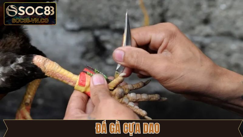 Đá Gà Cựa Dao - Những Trận Đấu Mãn Nhãn Không Thể Bỏ Qua
