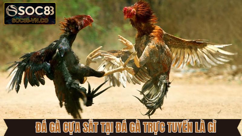 Đá Gà Trực Tuyến Là Gì? Hé Lộ Những Loại Hình Có Tại Soc88 4 Đá gà trực tuyến là gì với hình thức cựa sắt