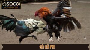 Đá Gà Phi: Cách Tham Gia Cá Cược An Toàn Tại Soc88