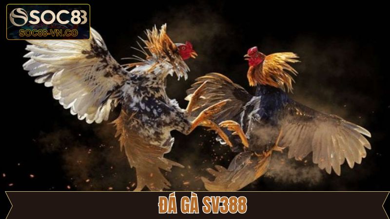 Đá Gà SV388 - Giải Trí Rinh Thưởng Đỉnh Cao Cùng Soc88