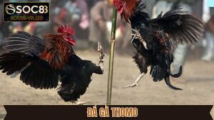 Đá Gà Thomo: Xem Trực Tiếp Và Đặt Cược Dễ Dàng Tại Soc88