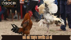 Đá Gà Trực Tuyến Là Gì? Hé Lộ Những Loại Hình Có Tại Soc88