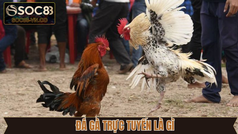 Đá Gà Trực Tuyến Là Gì? Hé Lộ Những Loại Hình Có Tại Soc88 1 Đá Gà Trực Tuyến Là Gì? Hé Lộ Những Loại Hình Có Tại Soc88