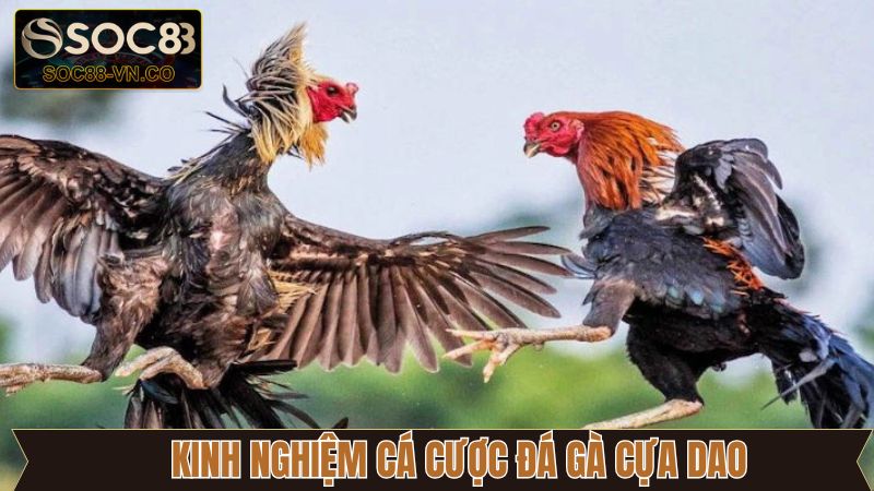 Bí kíp chinh phục chọi kê cựa dao cực kỳ đỉnh cao