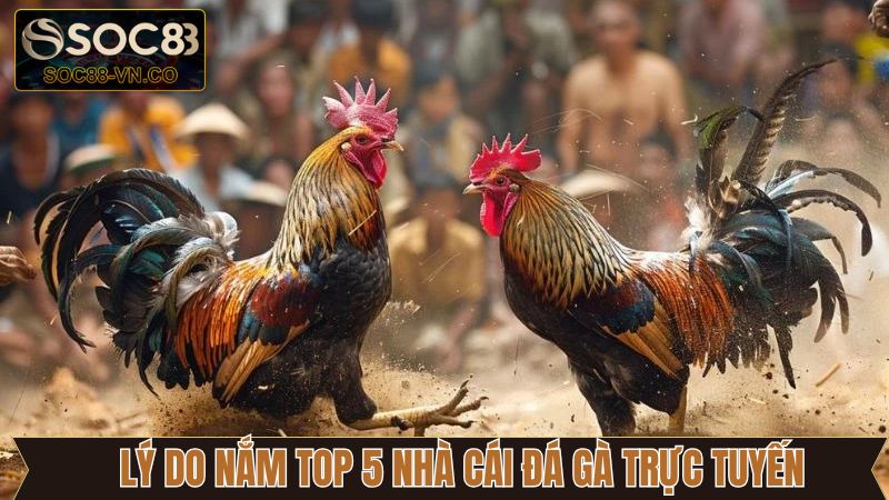 Khám Phá Top 5 Nhà Cái Đá Gà Trực Tuyến Hiện Nay Cùng SOC88 2 Tại sao nên tìm kiếm top 5 nhà cái đá gà trực tuyến