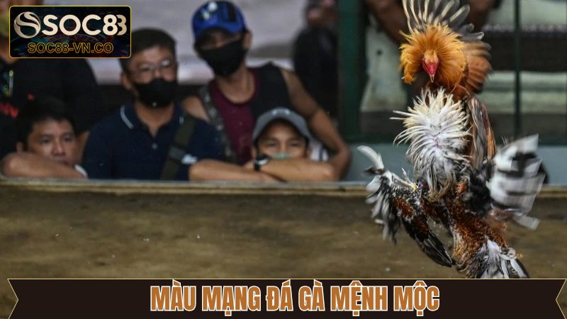 Gà chọi mệnh mộc nổi tiếng dẻo dai, bền bỉ