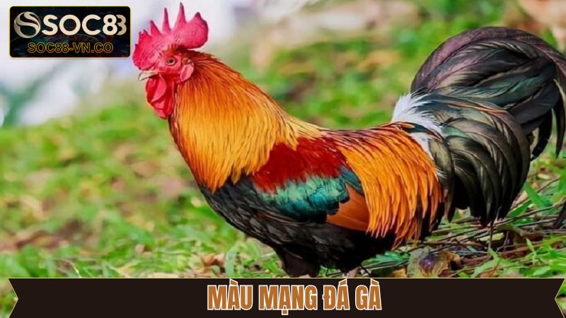 Màu Mạng Đá Gà - Khám Phá Yếu Tố Phong Thủy Cùng Soc88