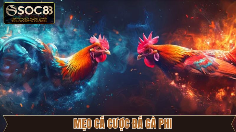 Đá Gà Phi: Cách Tham Gia Cá Cược An Toàn Tại Soc88 4 Kinh nghiệm chơi đá gà Phi thắng lớn cho newbie