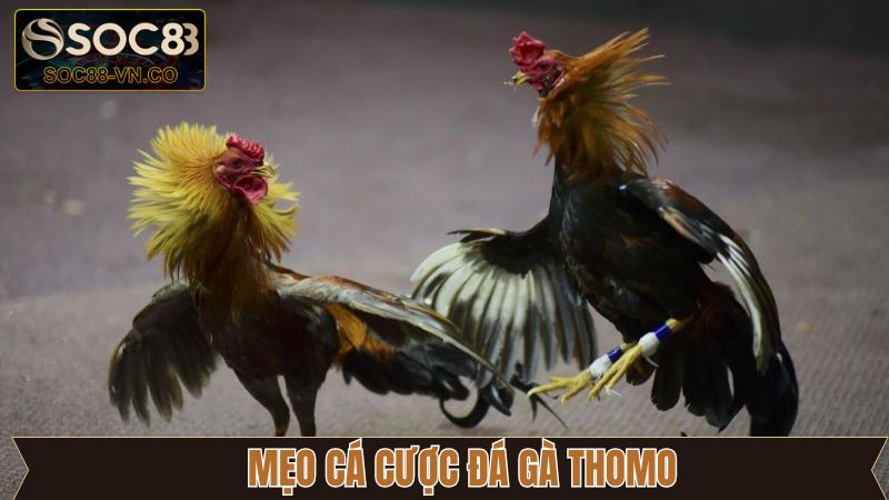 Chia sẻ kinh nghiệm đặt cược đá gà Thomo thắng lớn cho tân thủ