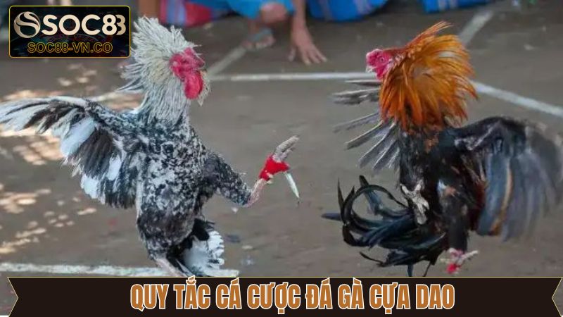 Luật tham gia đá gà cựa dao chi tiết cho các newbie