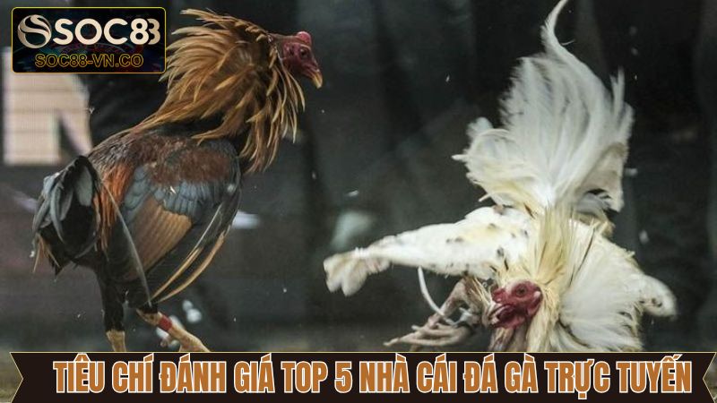 Khám Phá Top 5 Nhà Cái Đá Gà Trực Tuyến Hiện Nay Cùng SOC88 3 Các tiêu chí để lựa chọn ra top 5 nhà cái đá gà trực tuyến