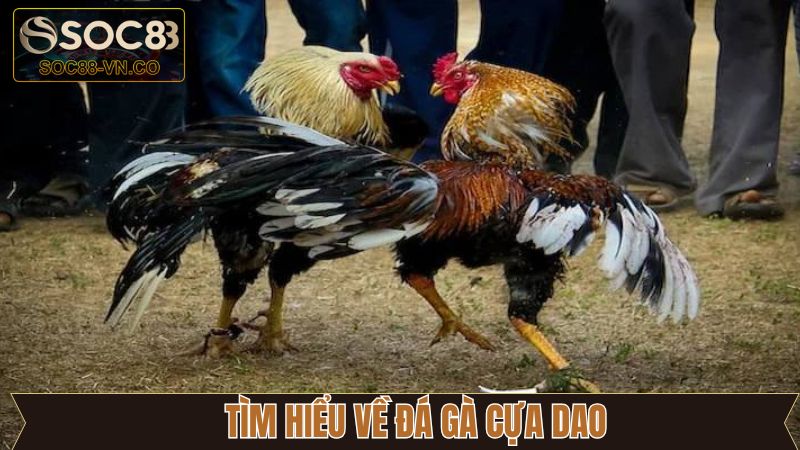 Đôi nét về siêu phẩm chọi kê cựa dao