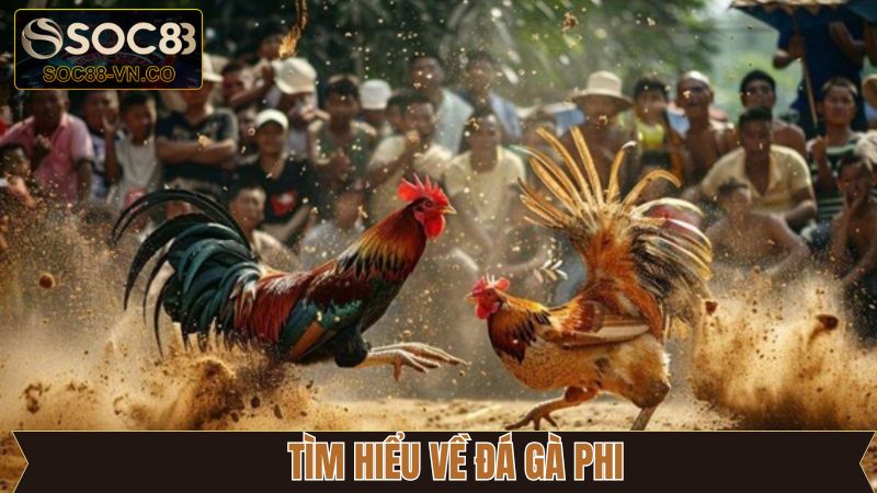 Đá Gà Phi: Cách Tham Gia Cá Cược An Toàn Tại Soc88 2 Giới thiệu sơ lược về trường gà Phi