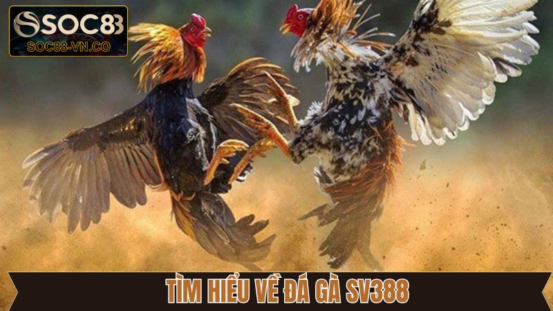 Khám phá sảnh đá gà thú vị hàng đầu 