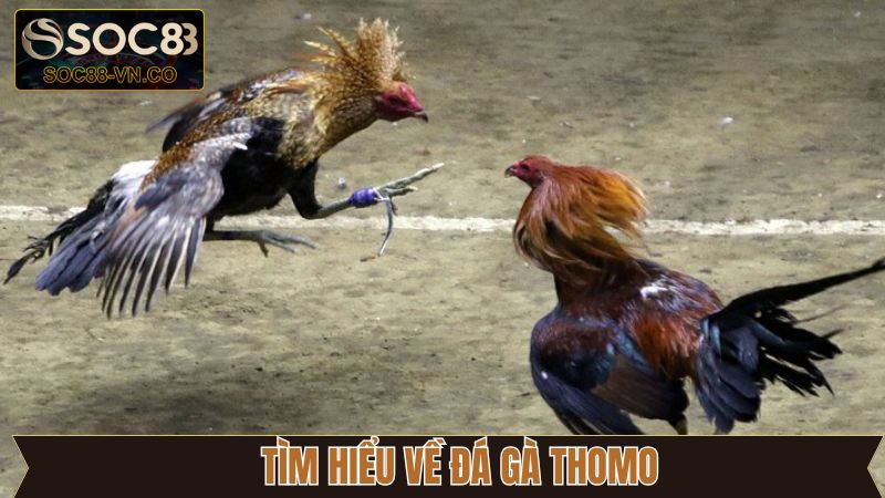 Giới thiệu sơ lược về trường gà Thomo