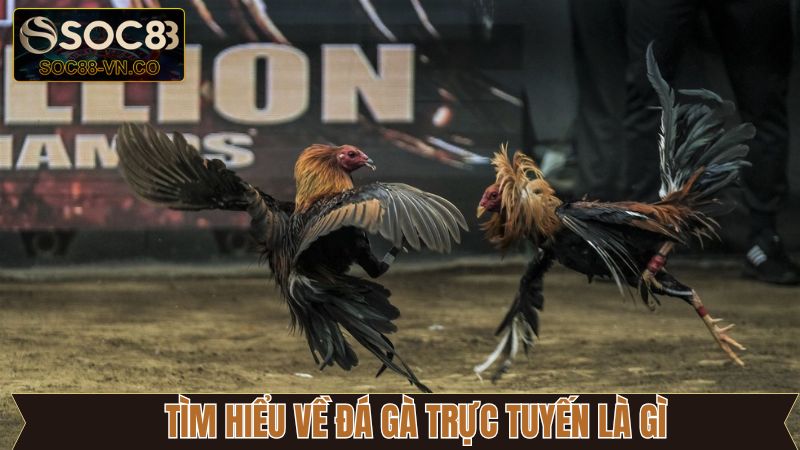 Đá Gà Trực Tuyến Là Gì? Hé Lộ Những Loại Hình Có Tại Soc88 2 Giới thiệu sơ lược về hình thức cá cược thú vị