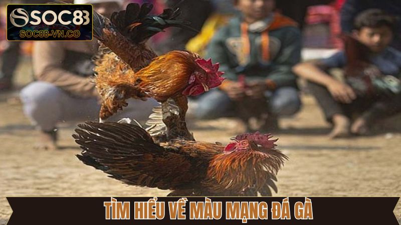 Sơ lược về tầm quan trọng của màu mạng đá gà