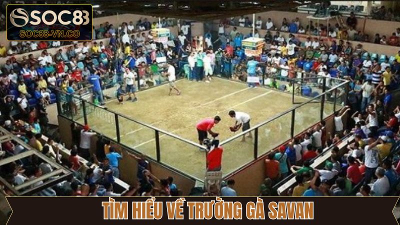 Nét chính về sự ấn tượng của trường gà Savan 