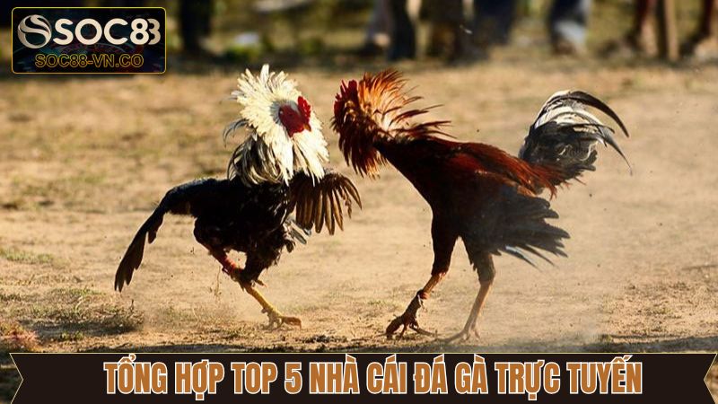 Khám Phá Top 5 Nhà Cái Đá Gà Trực Tuyến Hiện Nay Cùng SOC88 4 Danh sách top địa chỉ đá gà online cực hot hiện nay