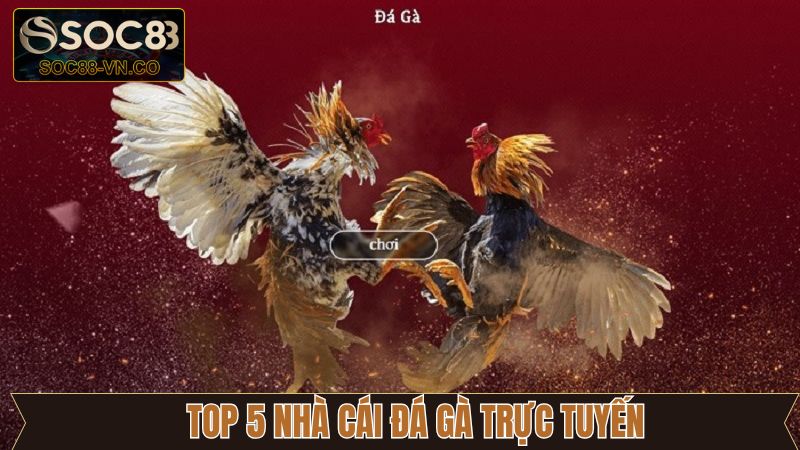 Khám Phá Top 5 Nhà Cái Đá Gà Trực Tuyến Hiện Nay Cùng SOC88 1 Khám Phá Top 5 Nhà Cái Đá Gà Trực Tuyến Hiện Nay Cùng SOC88