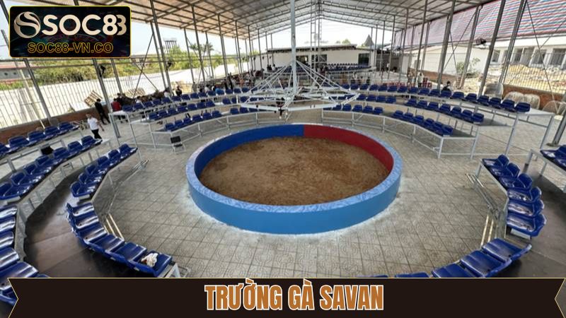 Trường Gà Savan - Địa Điểm Hội Tụ Chiến Kê Dũng Mãnh