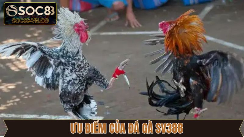 Những lý do khiến đá gà SV388 trở thành lựa chọn đầu tiên 