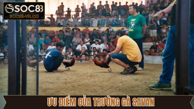 Tổng hợp ưu điểm đỉnh cao của trường gà Savan 